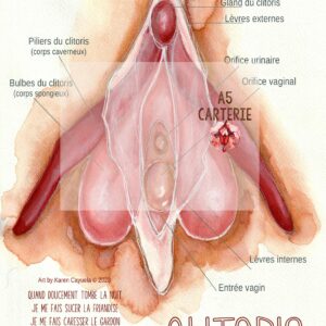 PLANCHE  Clitoris