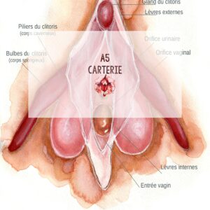 PLANCHE  Clitoris